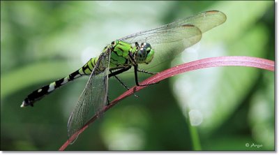 Eastern Pondhawk