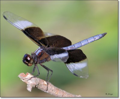 Widow Skimmer