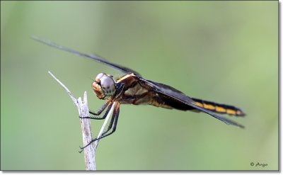 Widow Skimmer