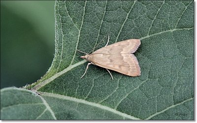 Forage Looper Moth