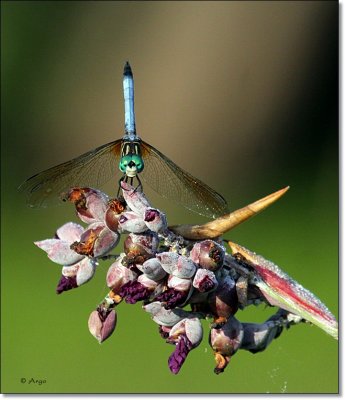Blue Dasher