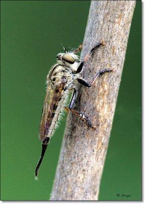 Robberfly