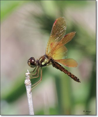 Eastern Amberwing