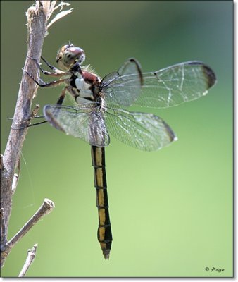 Great Blue Skimmer