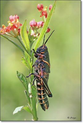 Lubber Grasshopper