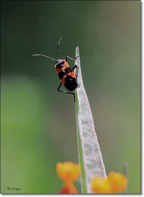 Milkweed Bug