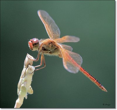 Needhams Skimmer