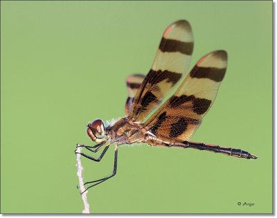Halloween Pennant