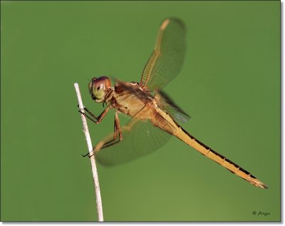 Needhams Skimmer
