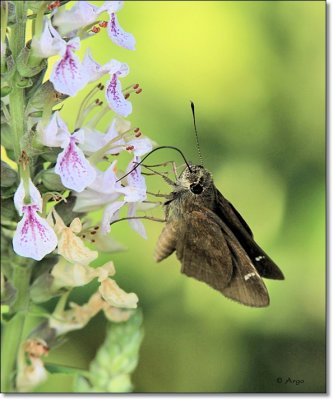 Clouded Skipper