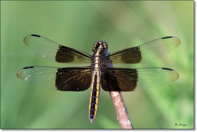 Widow Skimmer