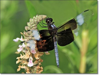 Widow Skimmer