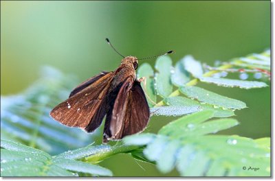 Clouded Skipper