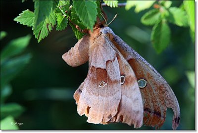 Achemon Spinx Moth