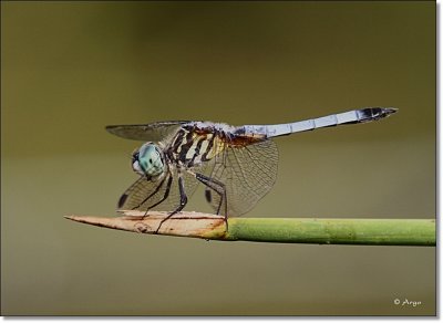 Blue Dasher