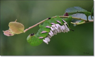  Pawpaw Sphinx Moth Caterpillar