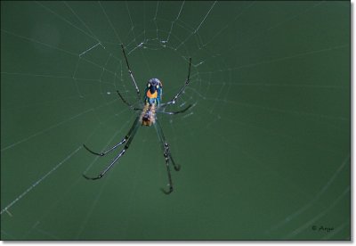 Venusta Orchard Spider