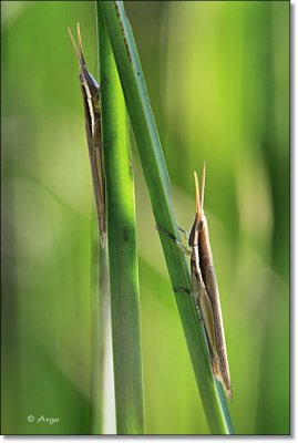 Cattail Toothpick Grasshoppers