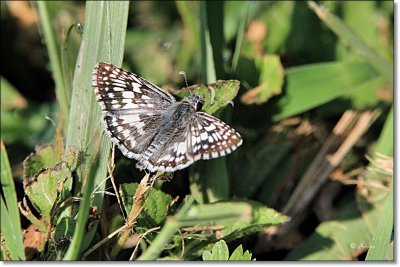 Common Checkered Skipper