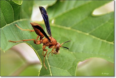 Red Paper Wasp