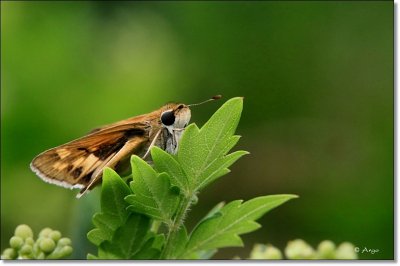 Fiery Skipper