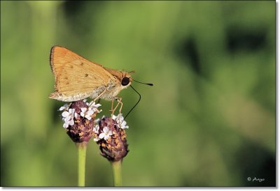 Fiery Skipper