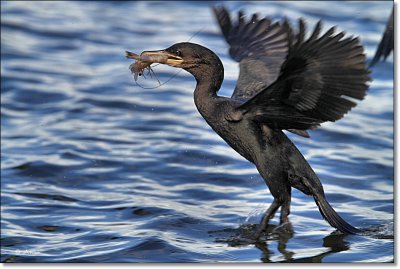 Neotropic Cormorant