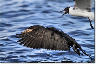 Neotropic Cormorant