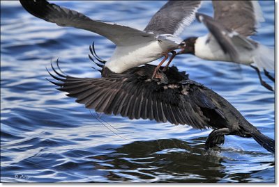 Neotropic Cormorant