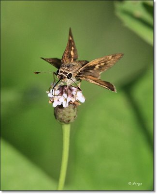 Broad-winged Skipper