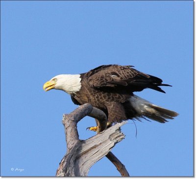 Bald Eagle