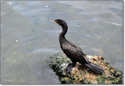 Neotropic Cormorant