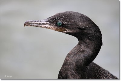 Neotropic Cormorant