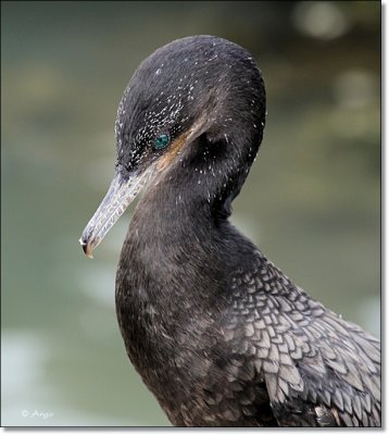 Neotropic Cormorant