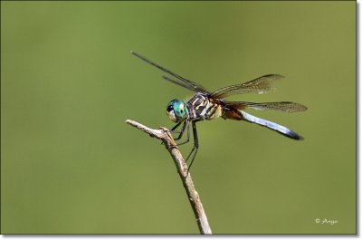 Blue Dasher