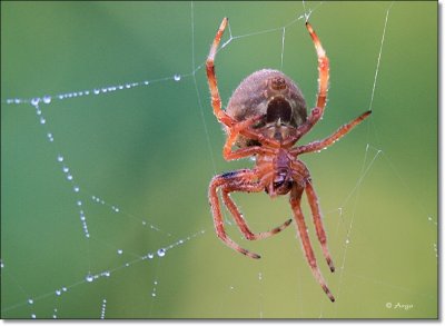 Orb Spider