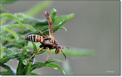 Paper Wasp