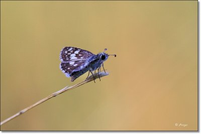 Common Checkered Skipper