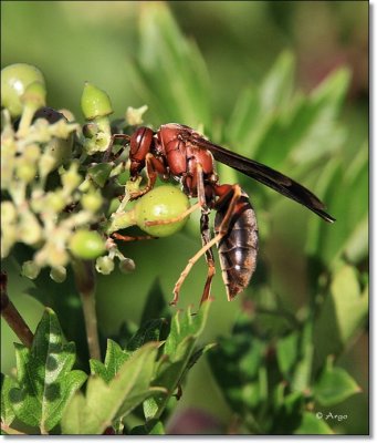 Mahogany Wasp