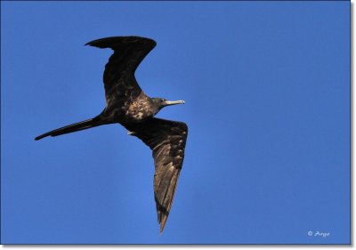 Magnificent Frigate Bird