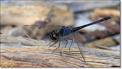 Black Darter