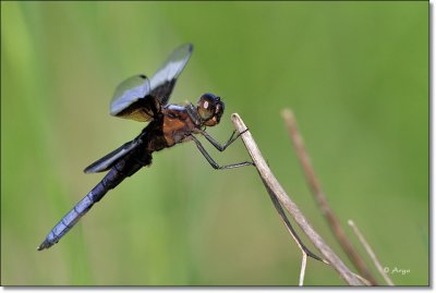 Widow Skimmer