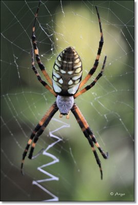 Golden Orb Spider