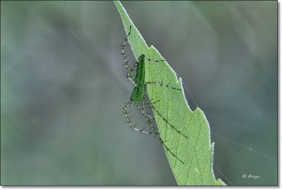 Green Lynx Spider