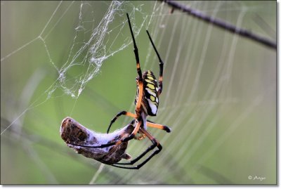 Golden Orb Spider