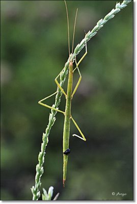 Walking Stick