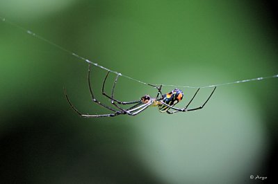 Venusta Orchard Spider