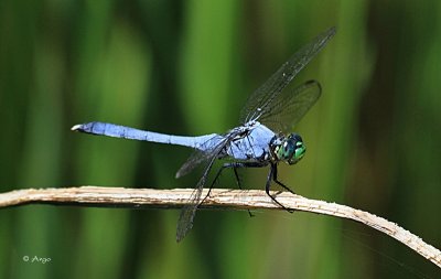 Eastern Pondhawk
