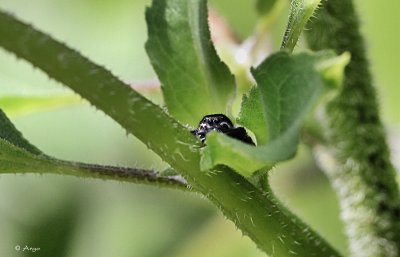 Jumping Spider