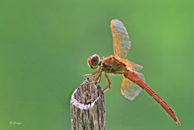 Needhams Skimmer